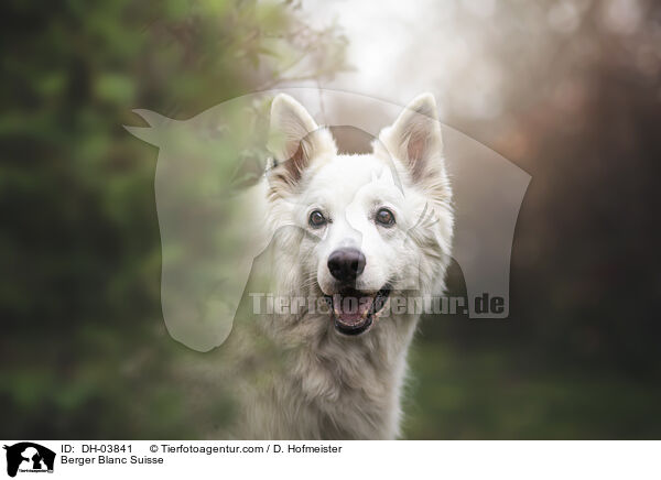 Berger Blanc Suisse / DH-03841