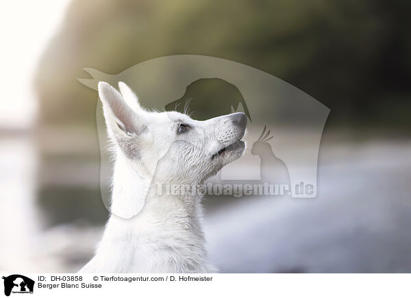 Berger Blanc Suisse / DH-03858