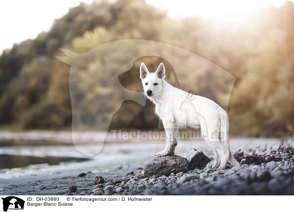 Weier Schweizer Schferhund / Berger Blanc Suisse / DH-03860