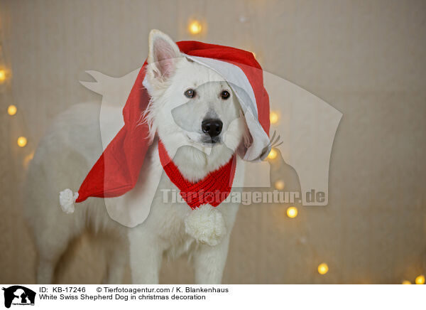 White Swiss Shepherd Dog in christmas decoration / KB-17246