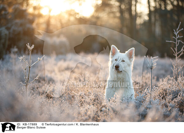 Weier Schweizer Schferhund / Berger Blanc Suisse / KB-17889