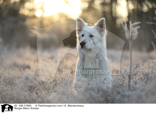 Berger Blanc Suisse / KB-17890