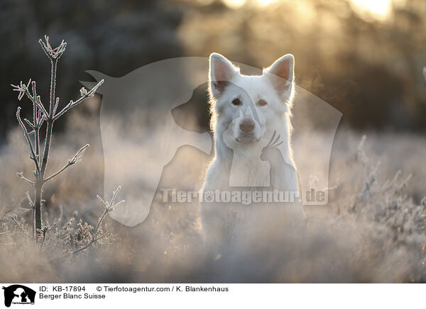Berger Blanc Suisse / KB-17894