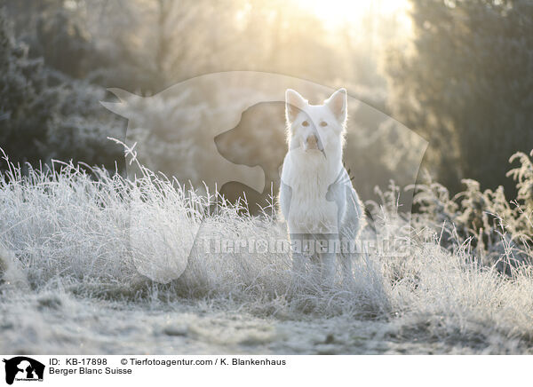 Weier Schweizer Schferhund / Berger Blanc Suisse / KB-17898