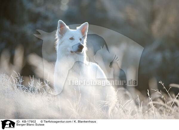 Berger Blanc Suisse / KB-17902