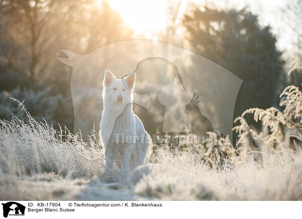Berger Blanc Suisse / KB-17904