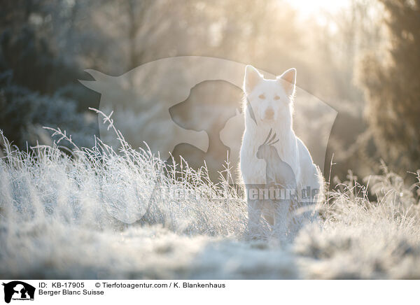 Weier Schweizer Schferhund / Berger Blanc Suisse / KB-17905