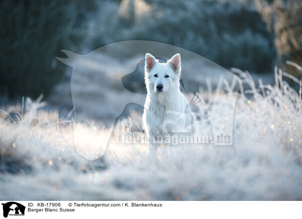 Weier Schweizer Schferhund / Berger Blanc Suisse / KB-17906