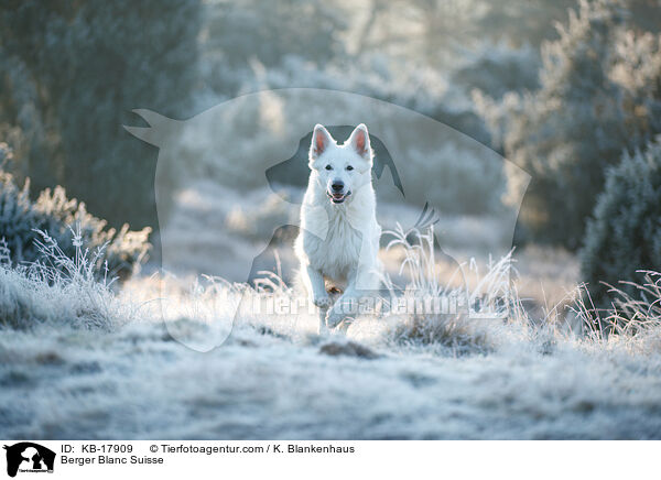 Weier Schweizer Schferhund / Berger Blanc Suisse / KB-17909