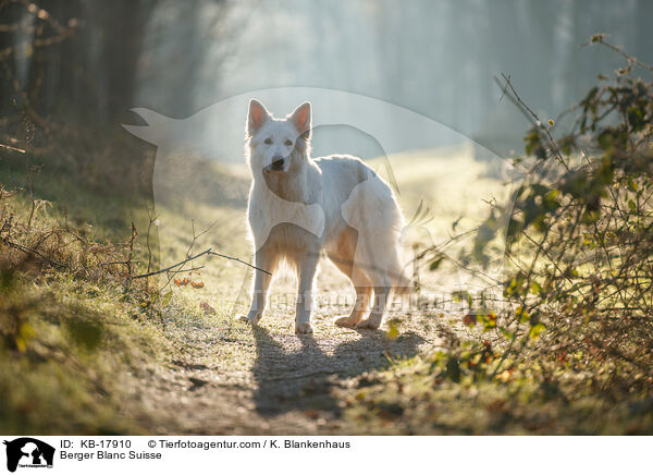 Weier Schweizer Schferhund / Berger Blanc Suisse / KB-17910