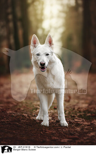 Weier Schweizer Schferhund / Berger Blanc Suisse / JEP-01818