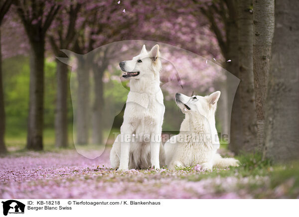 Weier Schweizer Schferhund / Berger Blanc Swiss / KB-18218