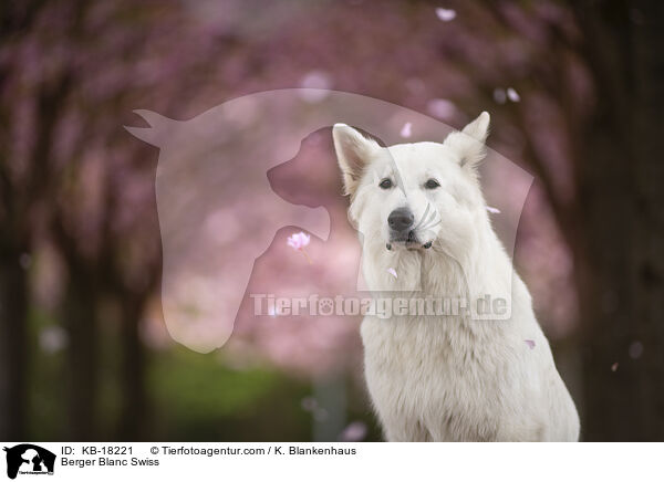 Weier Schweizer Schferhund / Berger Blanc Swiss / KB-18221
