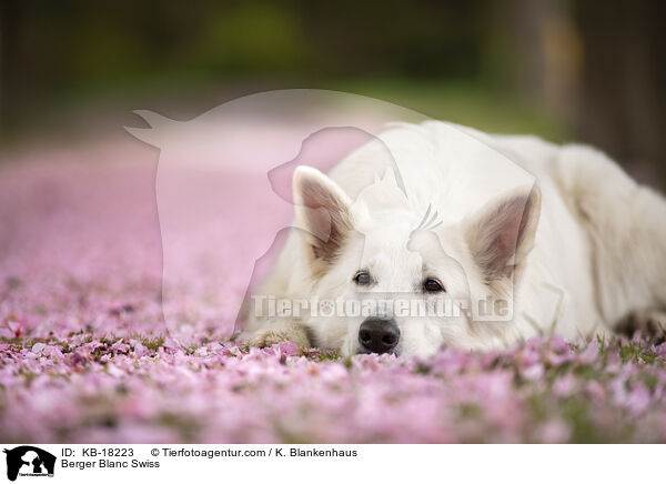 Weier Schweizer Schferhund / Berger Blanc Swiss / KB-18223