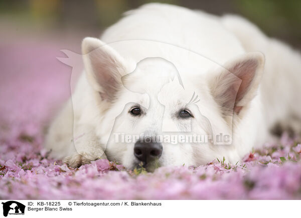 Weier Schweizer Schferhund / Berger Blanc Swiss / KB-18225