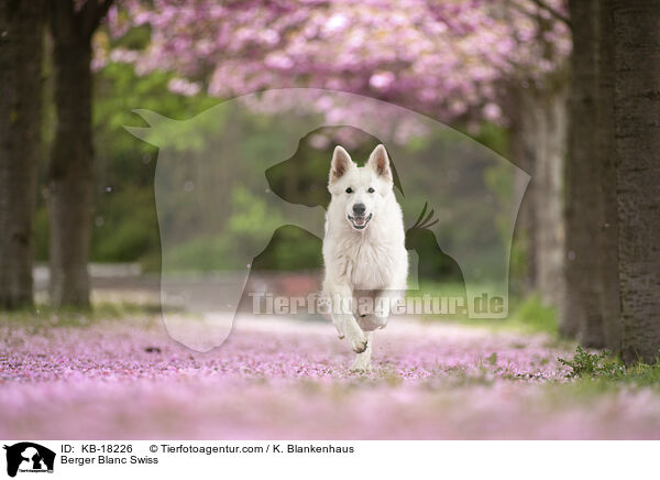 Weißer Schweizer Schäferhund / Berger Blanc Swiss / KB-18226