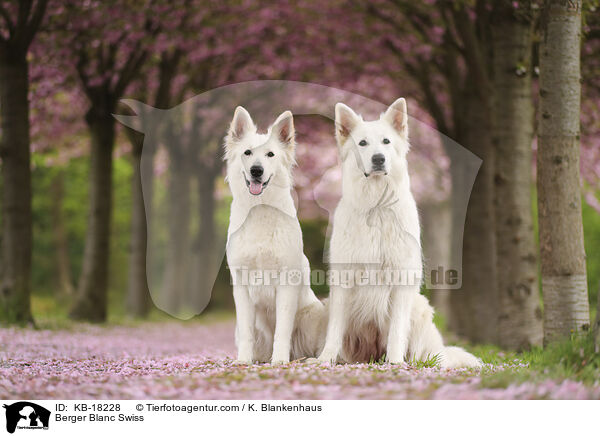 Weißer Schweizer Schäferhund / Berger Blanc Swiss / KB-18228