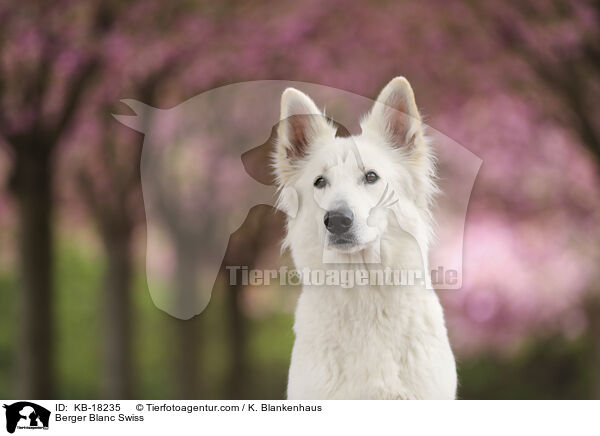 Weier Schweizer Schferhund / Berger Blanc Swiss / KB-18235