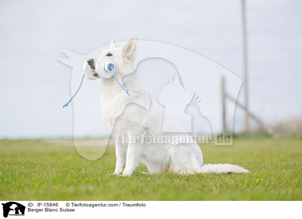 Weier Schweizer Schferhund / Berger Blanc Suisse / IF-15846