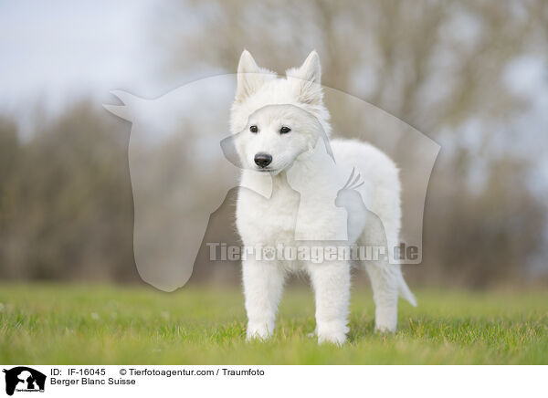 Weier Schweizer Schferhund / Berger Blanc Suisse / IF-16045