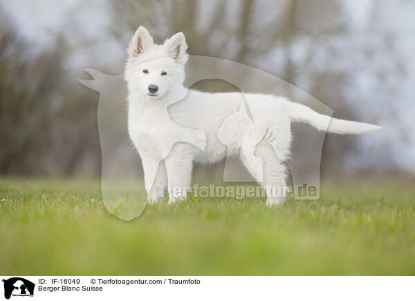 Weier Schweizer Schferhund / Berger Blanc Suisse / IF-16049