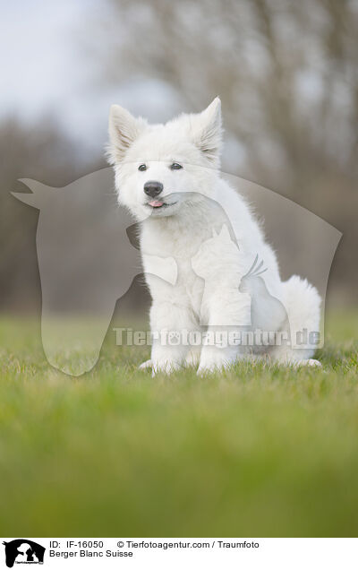 Weißer Schweizer Schäferhund / Berger Blanc Suisse / IF-16050