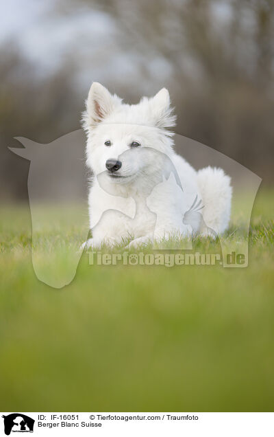 Weier Schweizer Schferhund / Berger Blanc Suisse / IF-16051