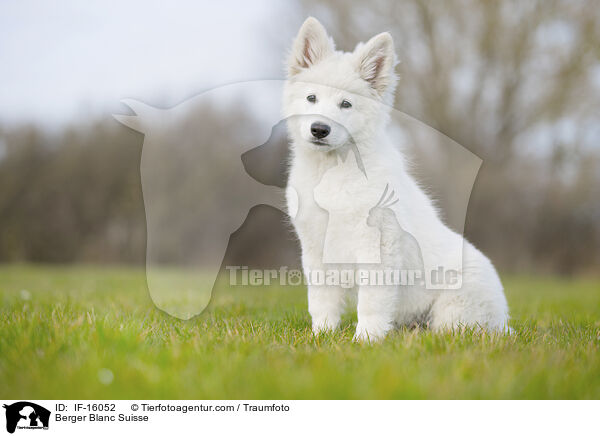 Weier Schweizer Schferhund / Berger Blanc Suisse / IF-16052
