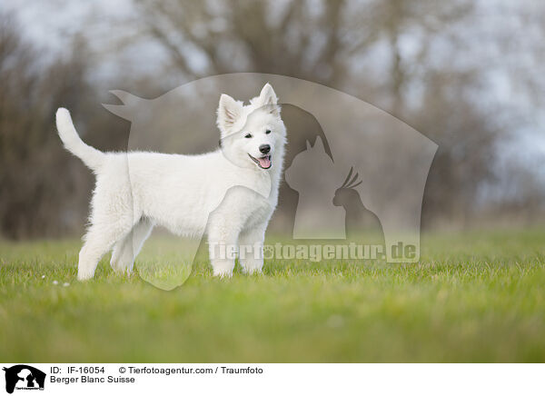 Weier Schweizer Schferhund / Berger Blanc Suisse / IF-16054