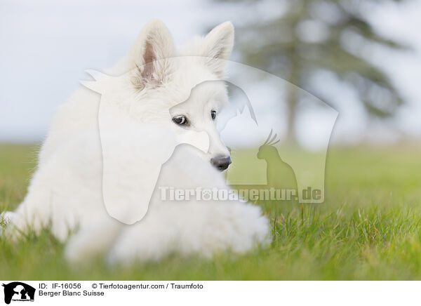 Weier Schweizer Schferhund / Berger Blanc Suisse / IF-16056