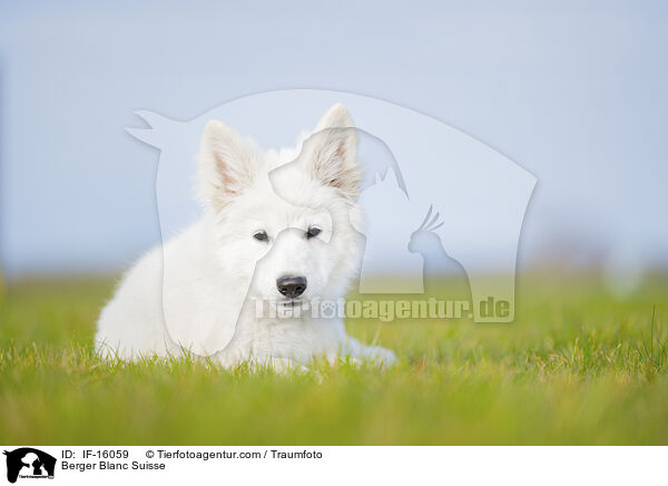 Weier Schweizer Schferhund / Berger Blanc Suisse / IF-16059