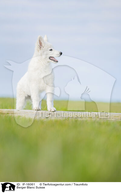 Weier Schweizer Schferhund / Berger Blanc Suisse / IF-16061