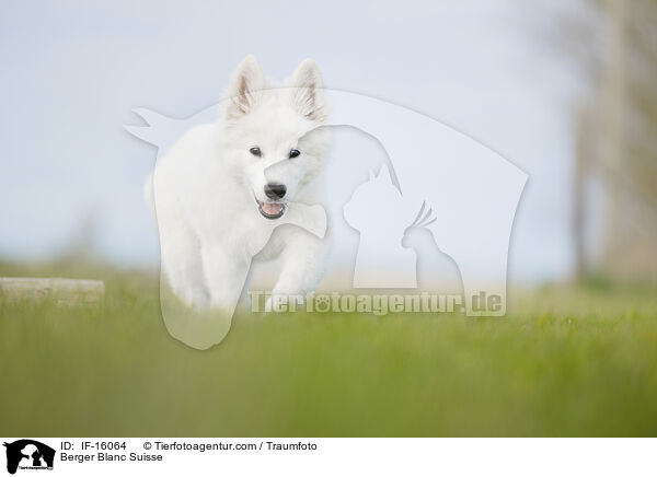 Weißer Schweizer Schäferhund / Berger Blanc Suisse / IF-16064