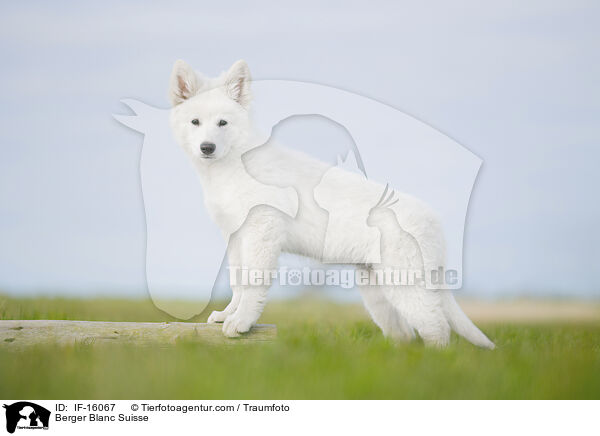 Weier Schweizer Schferhund / Berger Blanc Suisse / IF-16067