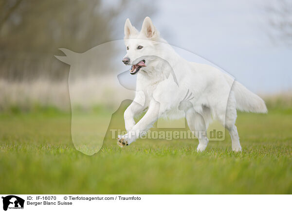 Weier Schweizer Schferhund / Berger Blanc Suisse / IF-16070