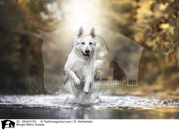 Weier Schweizer Schferhund / Berger Blanc Suisse / DH-04155