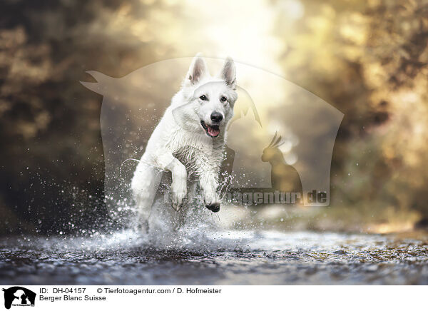 Weier Schweizer Schferhund / Berger Blanc Suisse / DH-04157