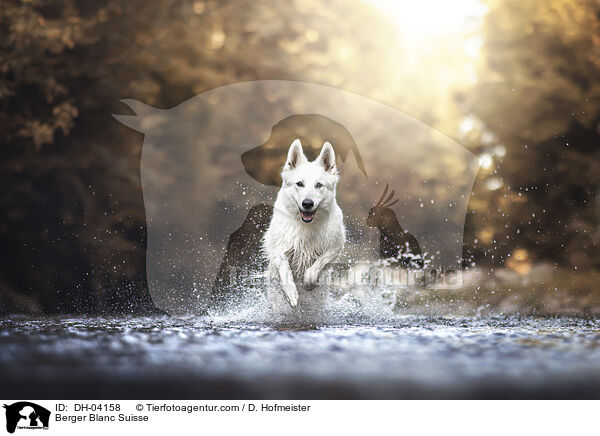 Weier Schweizer Schferhund / Berger Blanc Suisse / DH-04158