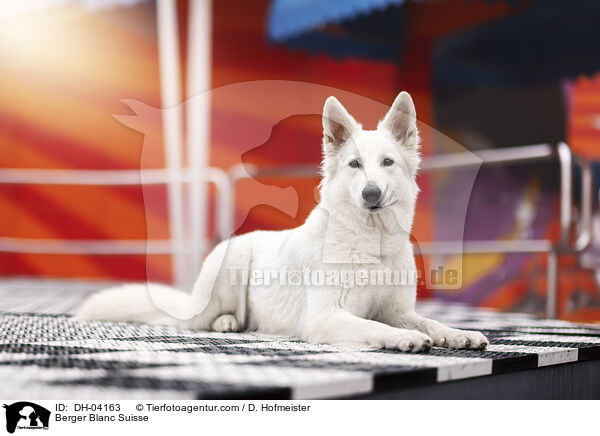 Weier Schweizer Schferhund / Berger Blanc Suisse / DH-04163