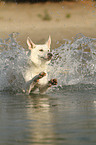 splashing White Swiss Shepherd