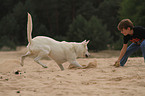 playing White Swiss Shepherd