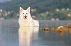 bathing White Swiss Shepherd
