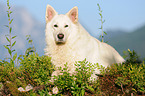 lying White Swiss Shepherd