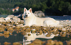 lying White Swiss Shepherd