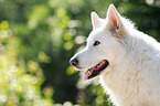 White Swiss Shepherd portrait