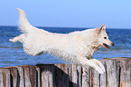 jumping Berger Blanc Suisse