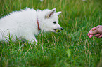 Berger Blanc Suisse Puppy