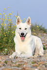 lying Berger Blanc Suisse