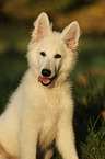 young Berger Blanc Suisse