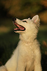 young Berger Blanc Suisse
